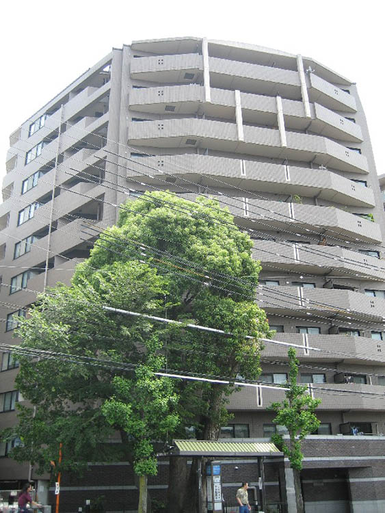 コスモ紫野